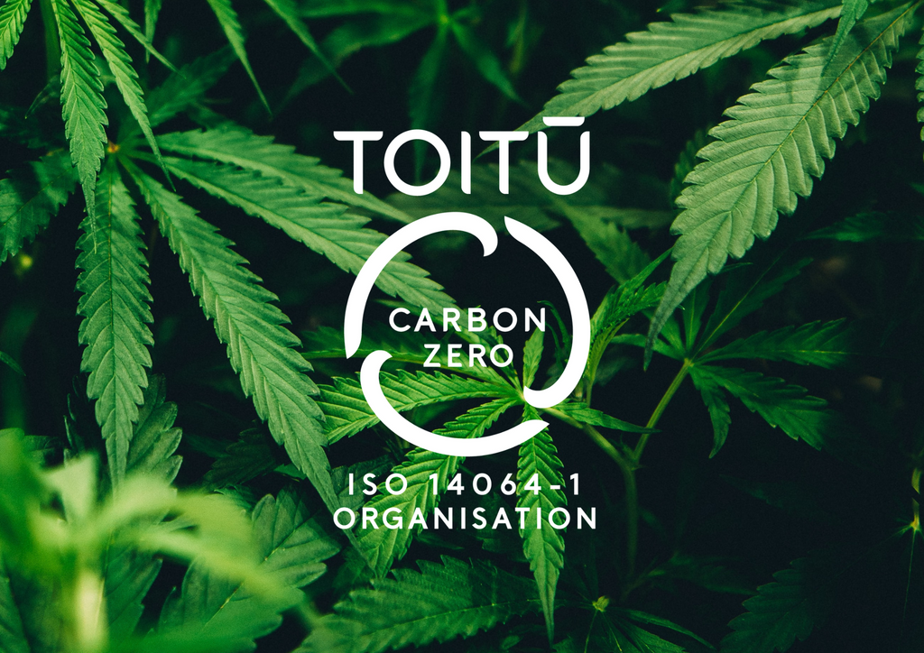 Greenfern remains NZ’s only Toitū net carbonzero medicinal cannabis company, recertified again