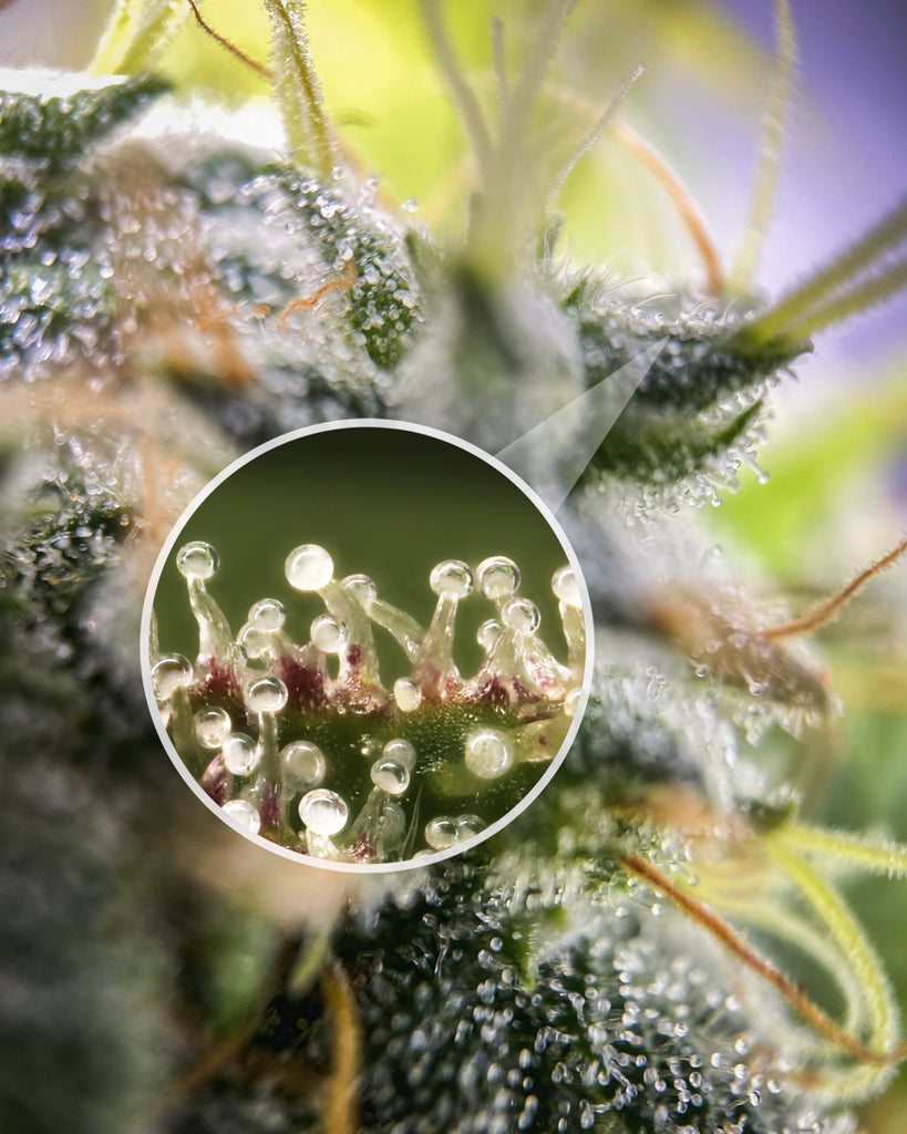 Trichomes explained
